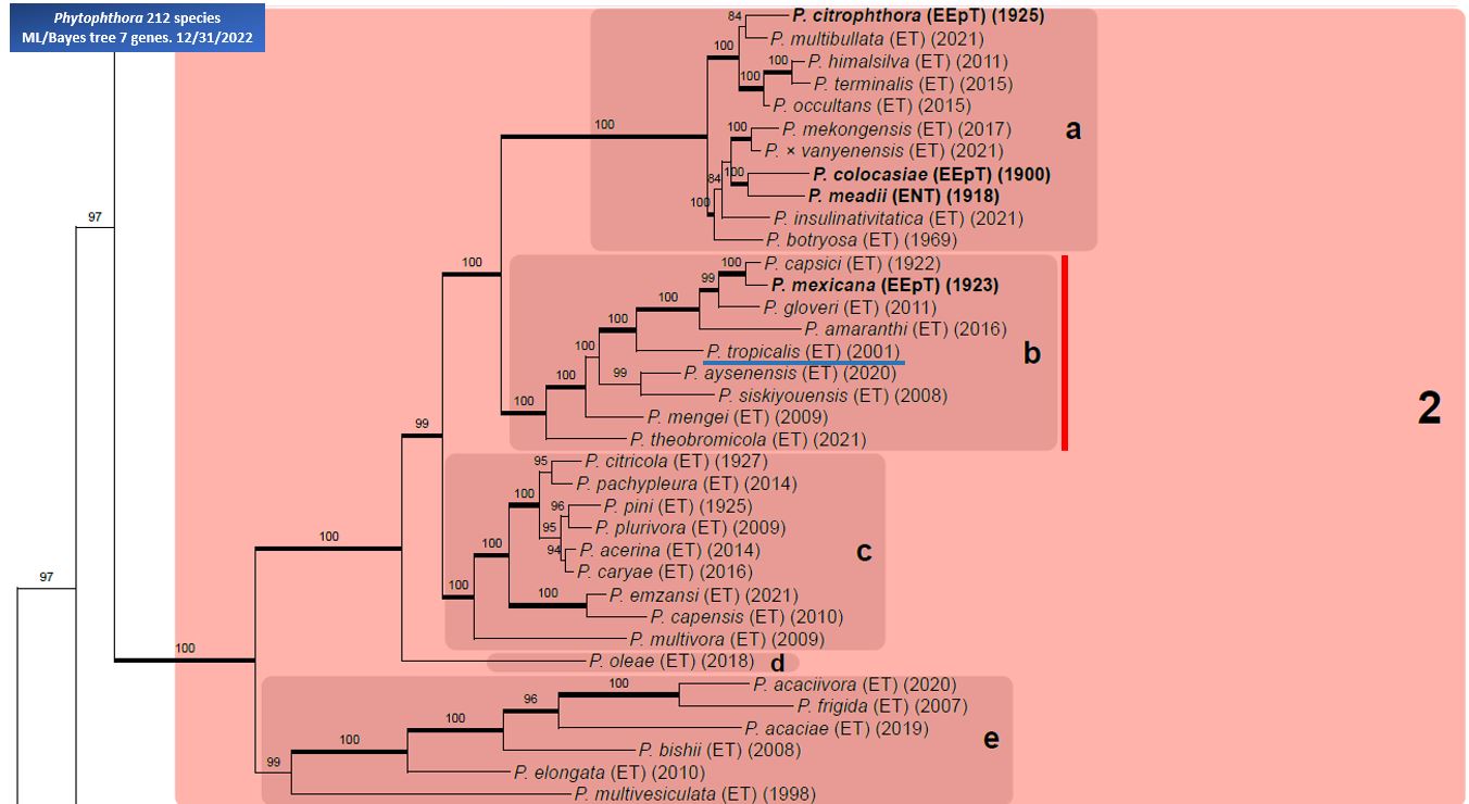    Phytophthora  spp. in subclade 2b:  portion of the seven-loci ML phylogeny featuring the type cultures of 212 described species (by T. Bourret). Notice the position of   P. tropicalis  Ex-type CBS 434.91 = Samp;T BL 58 . Gloria Abad, USDA Samp;T.
